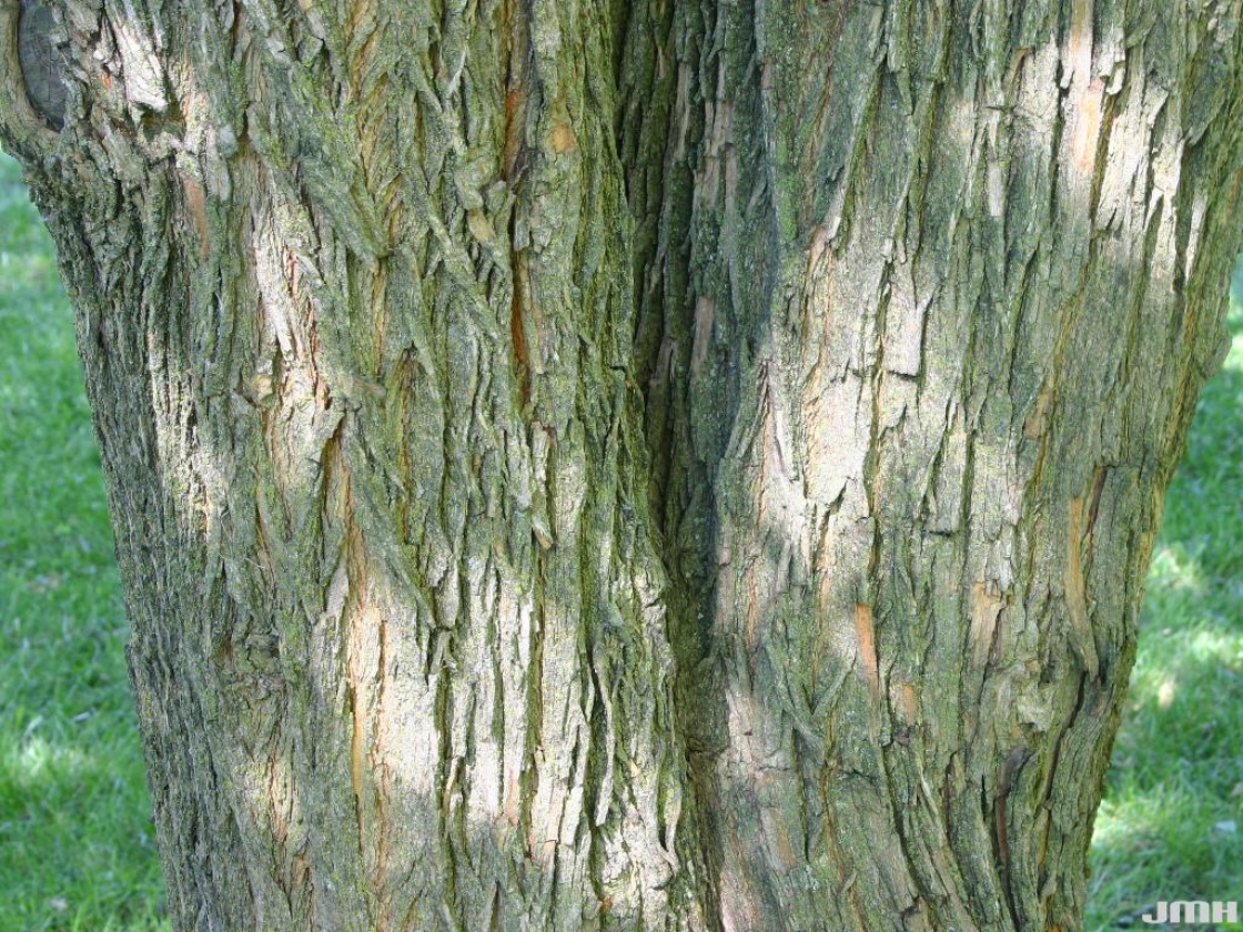 Maclura pomifera (Raf.) C. K. Schneid. (Osage-orange), bark