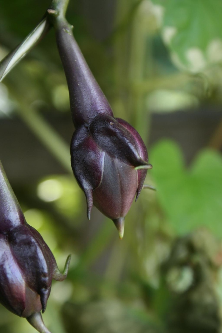 Ipomoea alba (Moonflower), fruit, immature