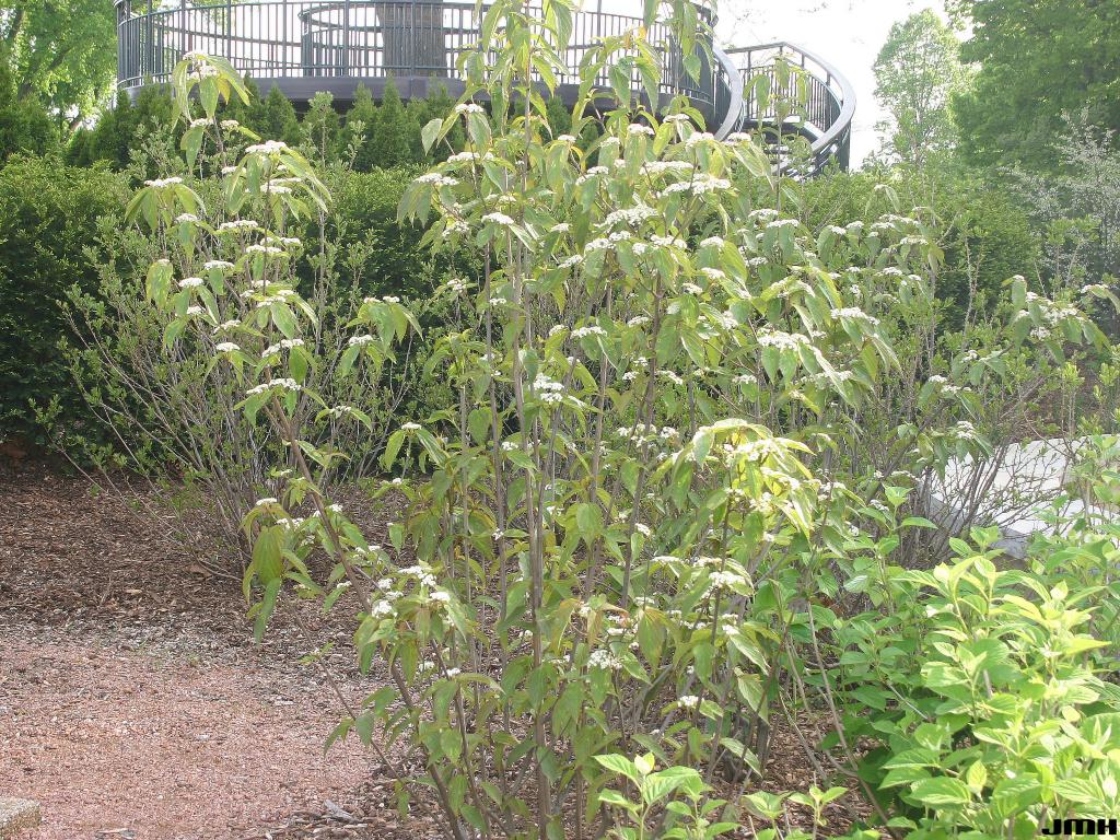 Viburnum setigerum Hance (tea viburnum), upright habit, leaves