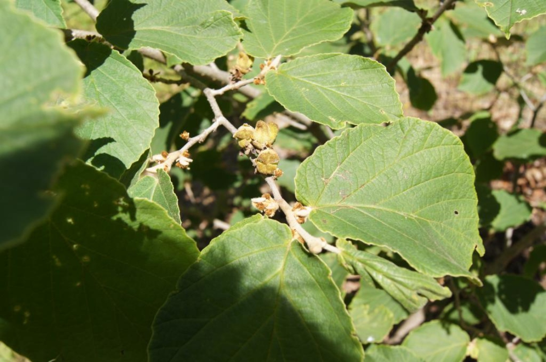 Hamamelis mollis 'Wisley Supreme' (Wisley Supreme Chinese Witch-hazel), fruit, immature