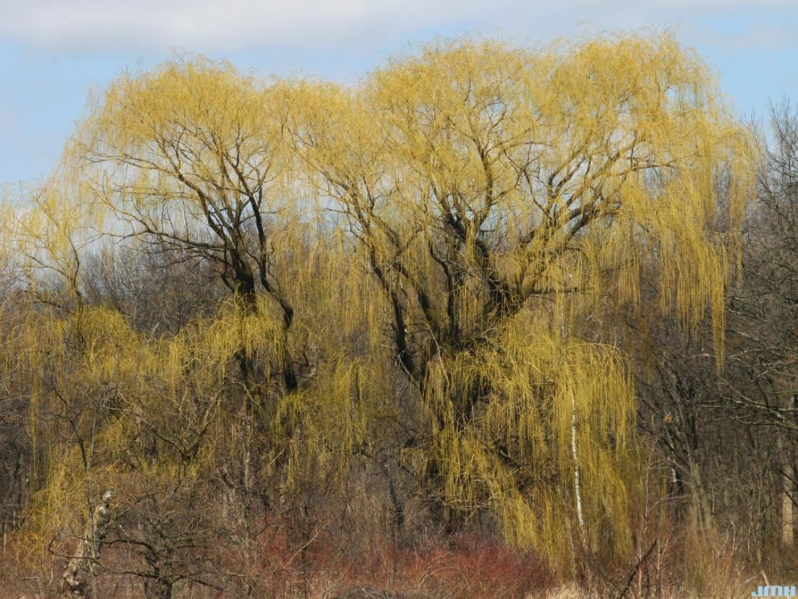 Golden Weeping Willow Tree - 24-36 Tall Live Plant - 2-3 Foot