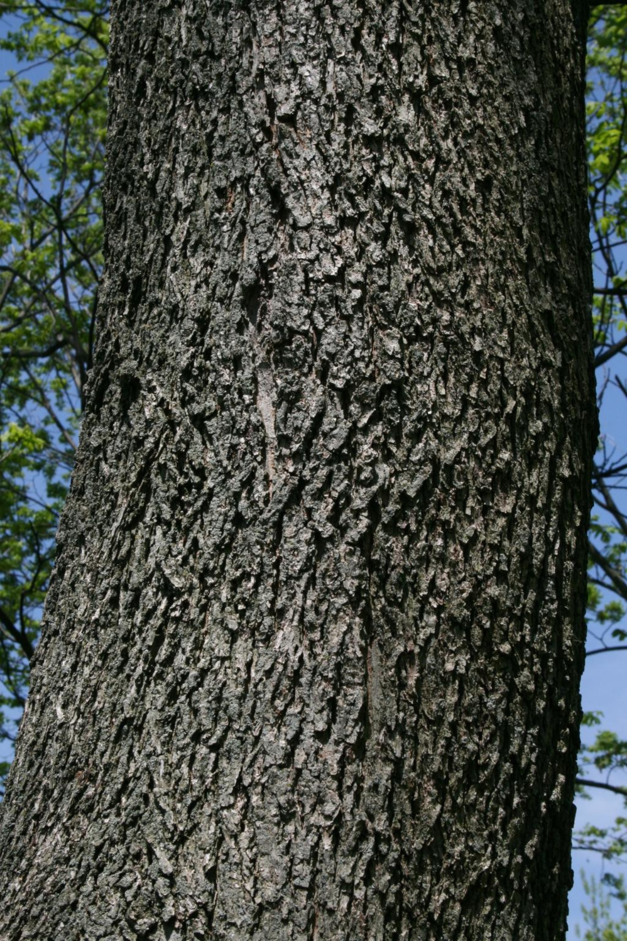 Pecan The Morton Arboretum