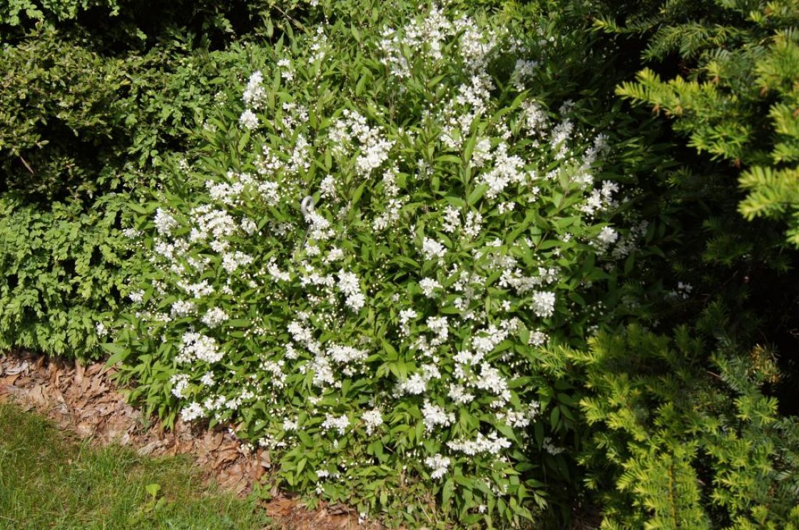 Image of Slender deutzia in a garden setting