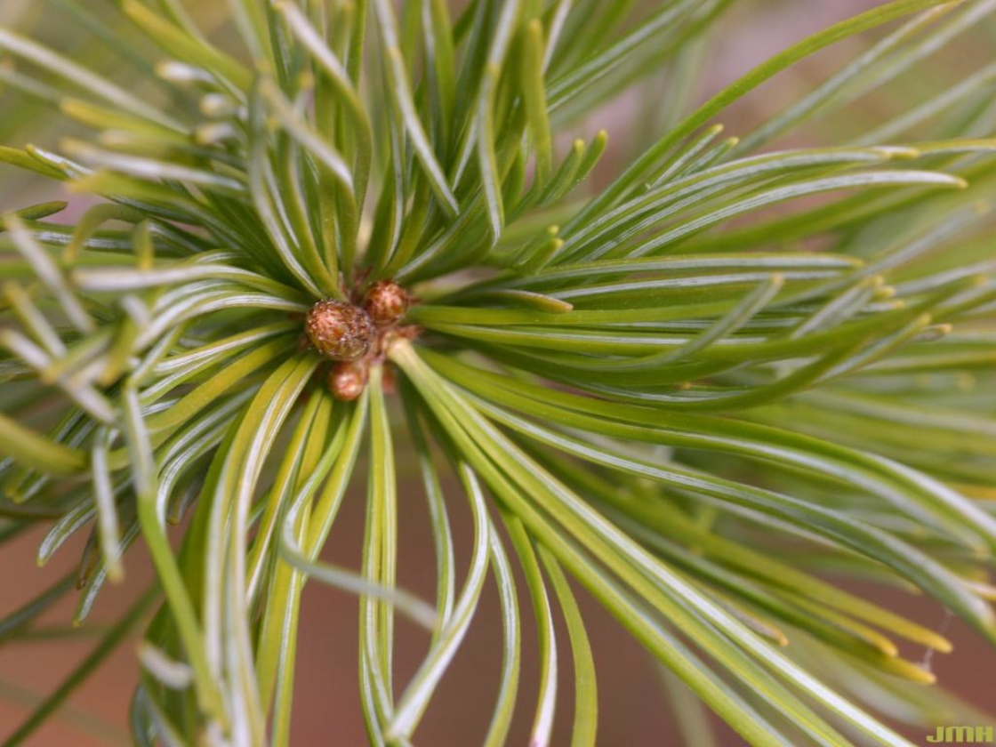 Pinus parviflora Sieb. & Zucc. (Japanese white pine), leaves
