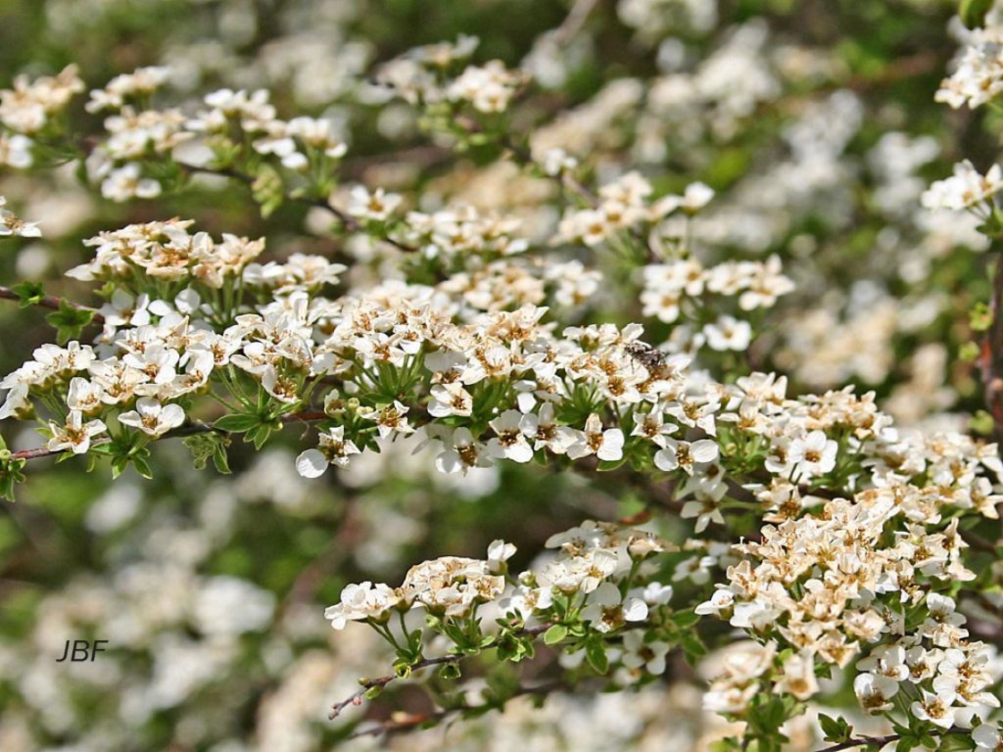 Spiraea thunbergii ‘Compacta’ (Compact early spirea), flowers