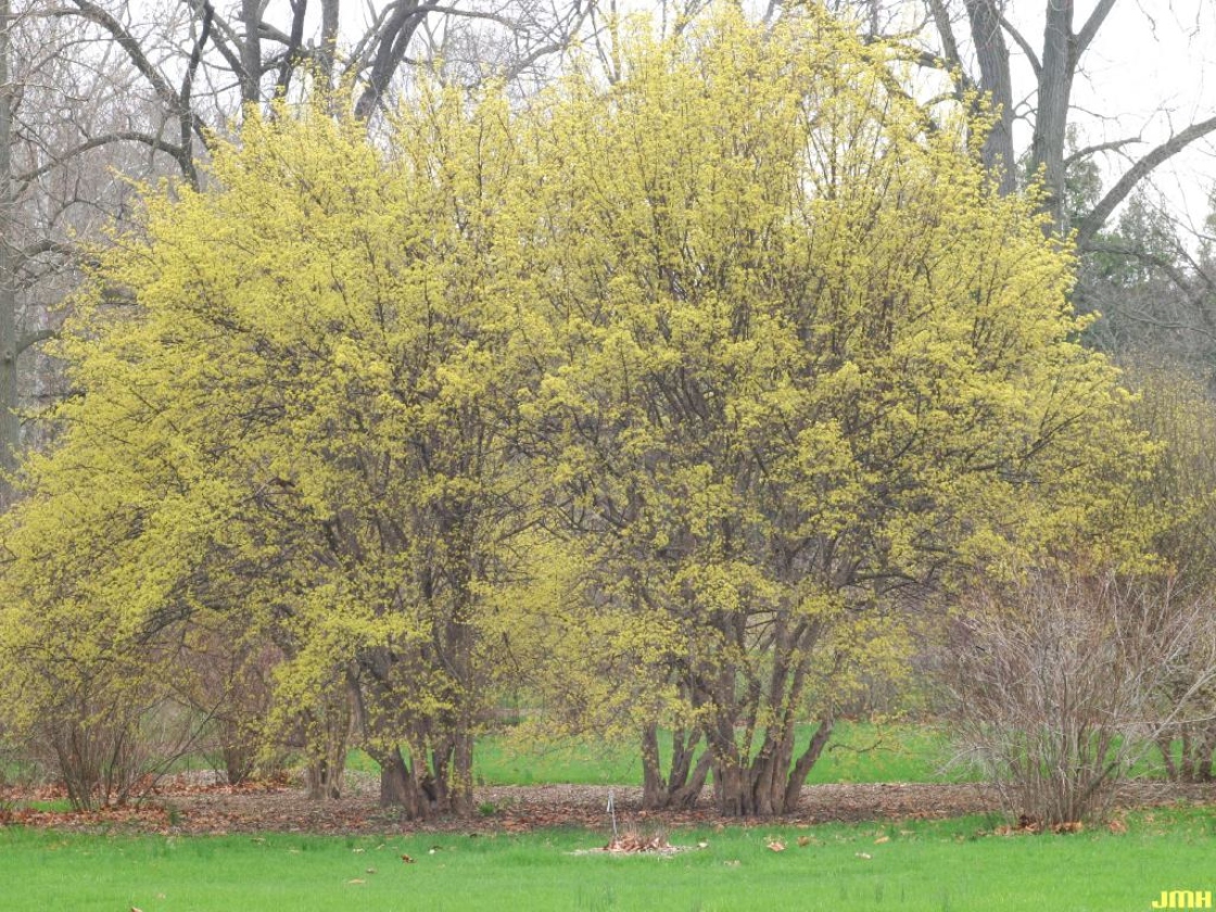 Forsythia viridissima var. koreana Rehd. (Korean forsythia), growth habit, shrub form