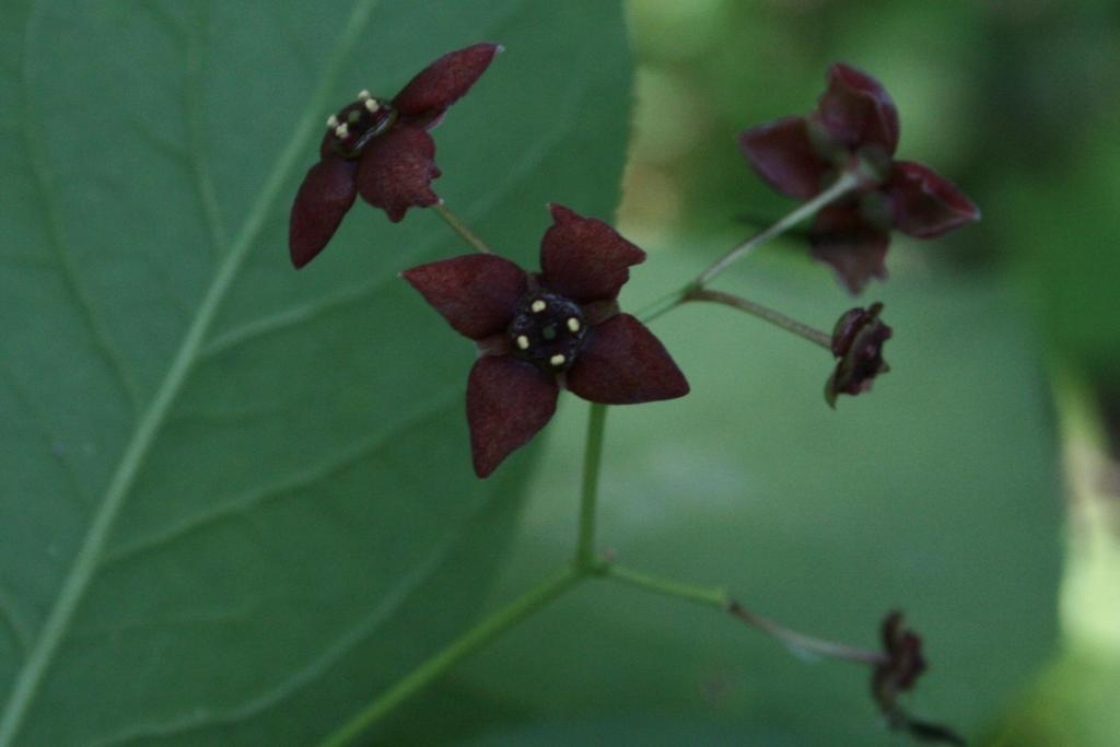 Euonymus atropurpureus (Wahoo), inflorescence