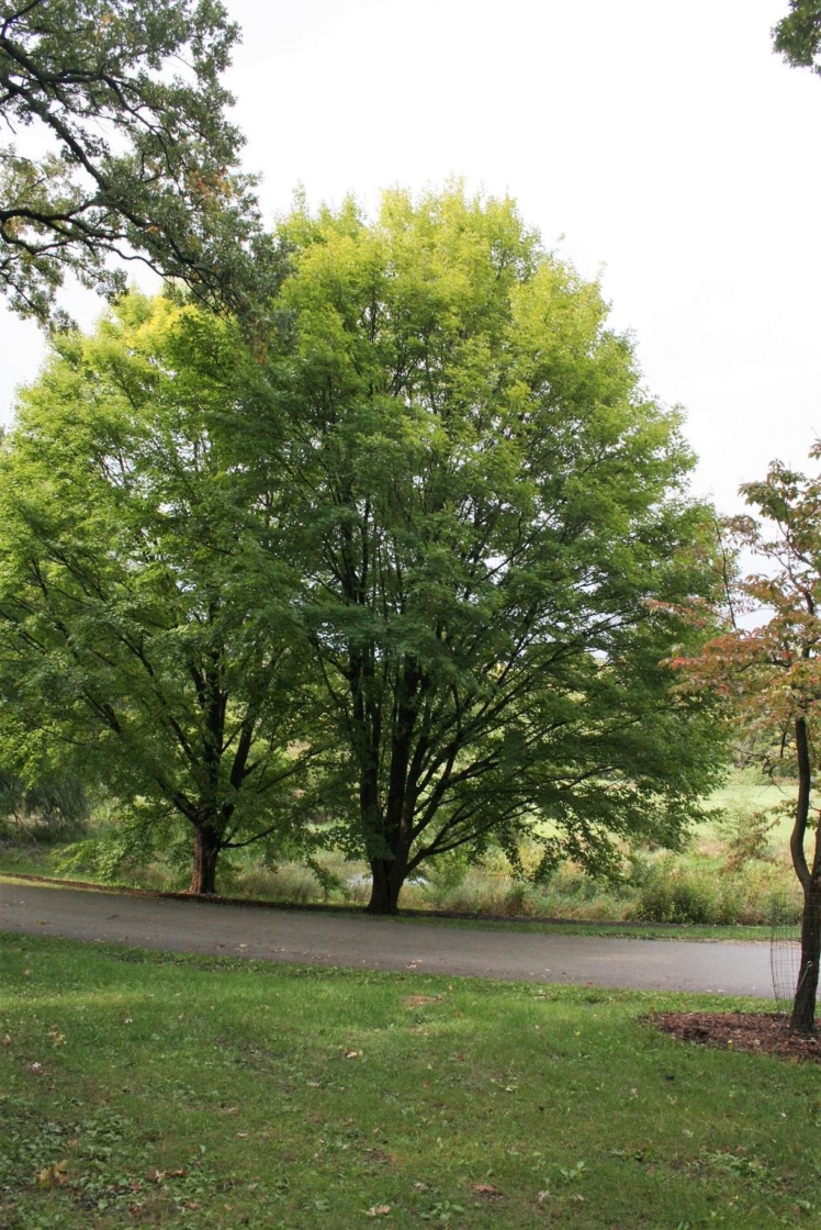 STATE STREET™ Miyabe's maple | The Morton Arboretum