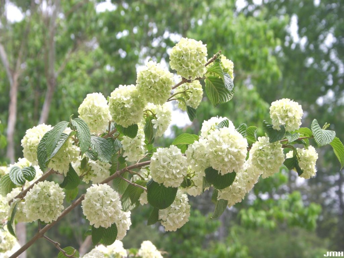 Viburnum plicatum (doublefile viburnum), branches, inflorescence