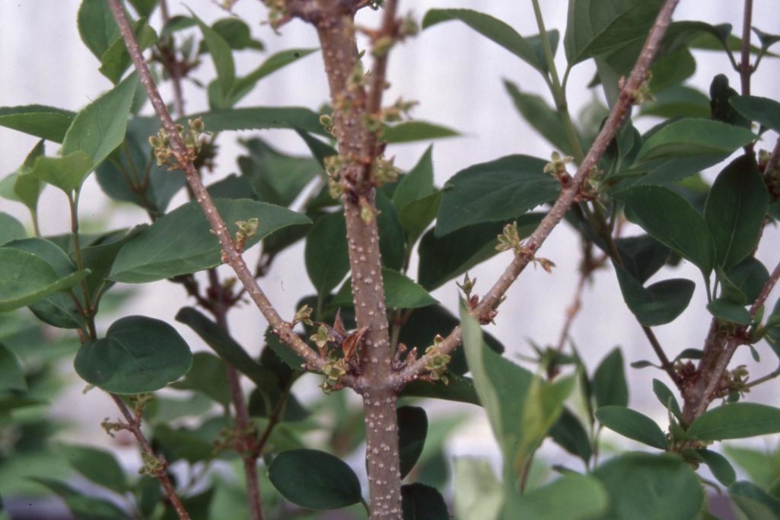 Forsythia x intermedia Zabel (border forsythia), stem
