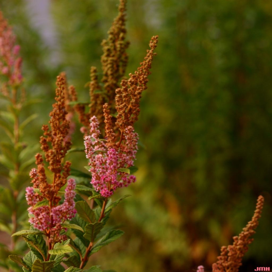 Spiraea tomentosa var. rosea (Raf.) Fern. (hardhack), flowers