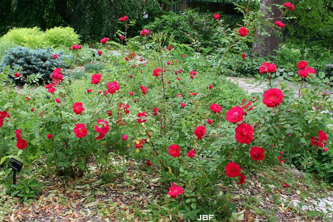 Rosa ‘Adelaide Hoodless’ (Adelaide Hoodless rose), growth habit, shrub form