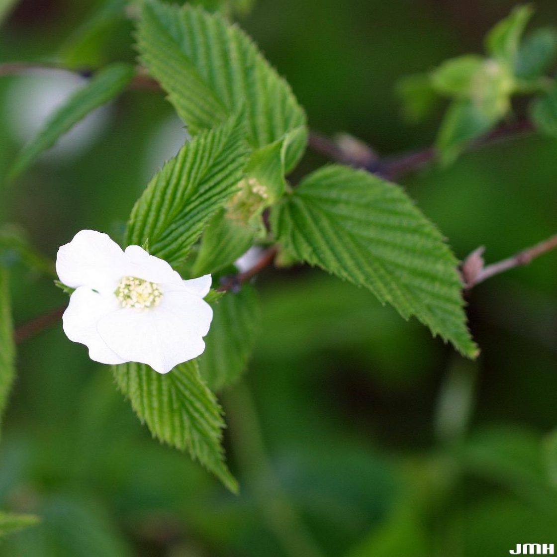 Rhodotypos scandens (Thunb.) Mak. (jetbead), flower and leaves