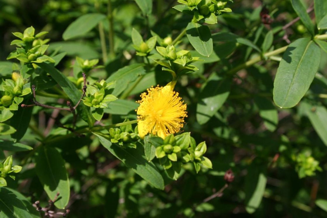 Hypericum prolificum L. (shrubby St. John’s wort), flowers