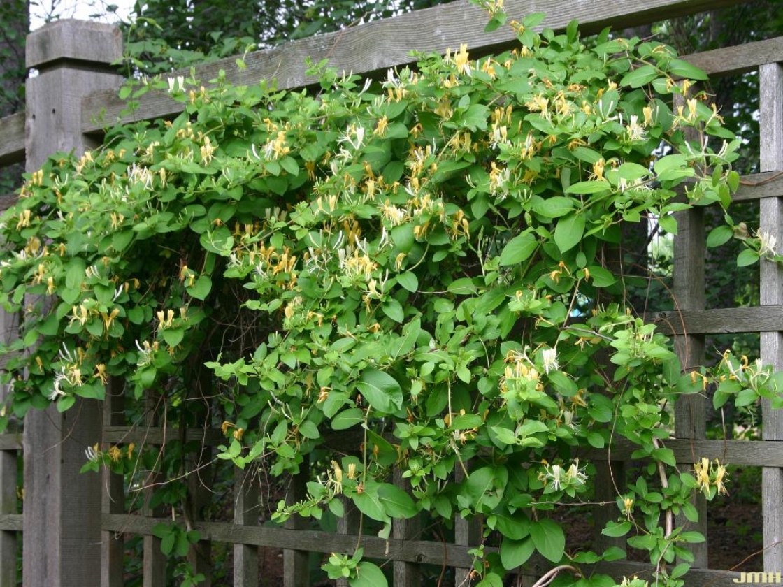 Lonicera x heckrottii Rehd. (goldflame honeysuckle), flowering vine shown on trellis