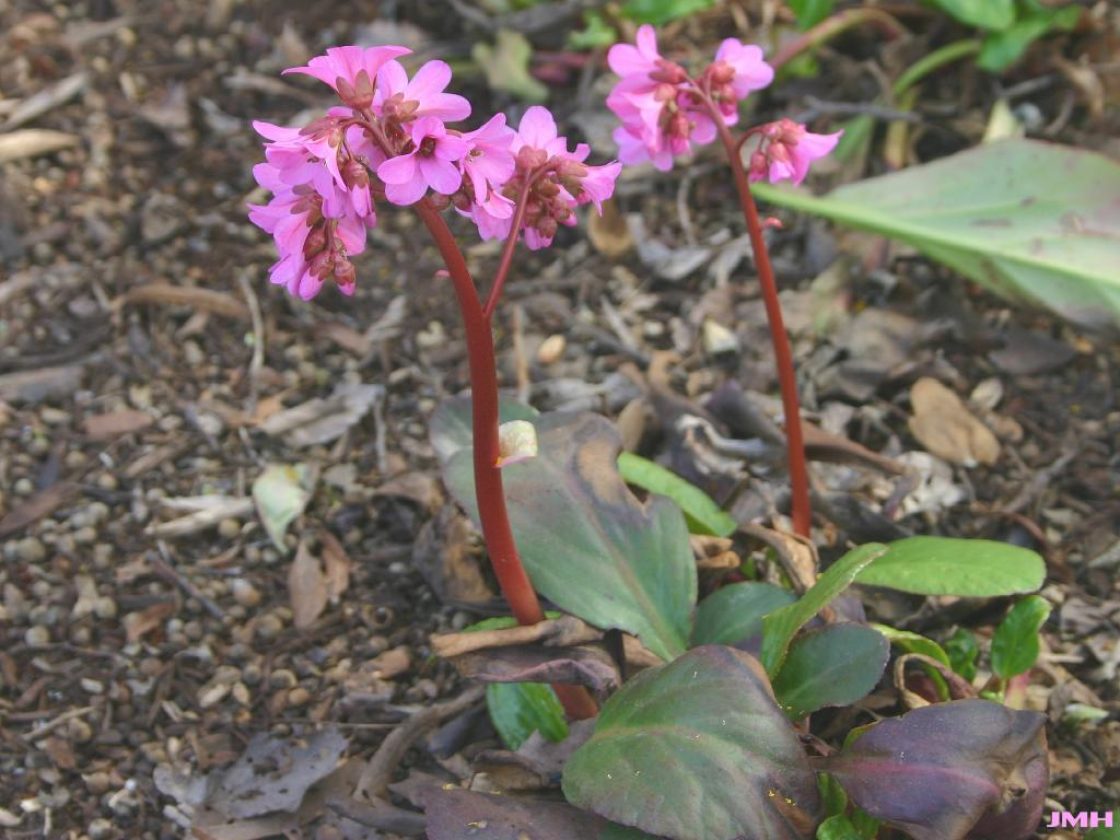 Bergenia ‘Cabernet’ (Cabernet pigsqueak), growth habit