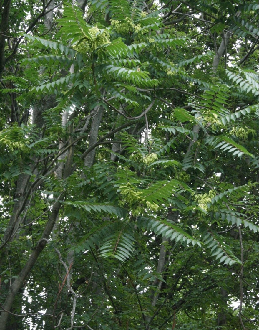 Ailanthus altissima (Tree Of Heaven), infructescence