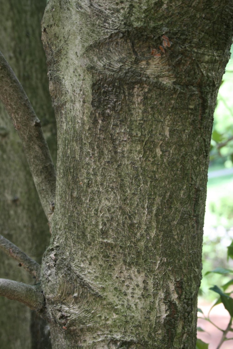 Ilex opaca 'Bountiful' (Bountiful American Holly), bark, mature