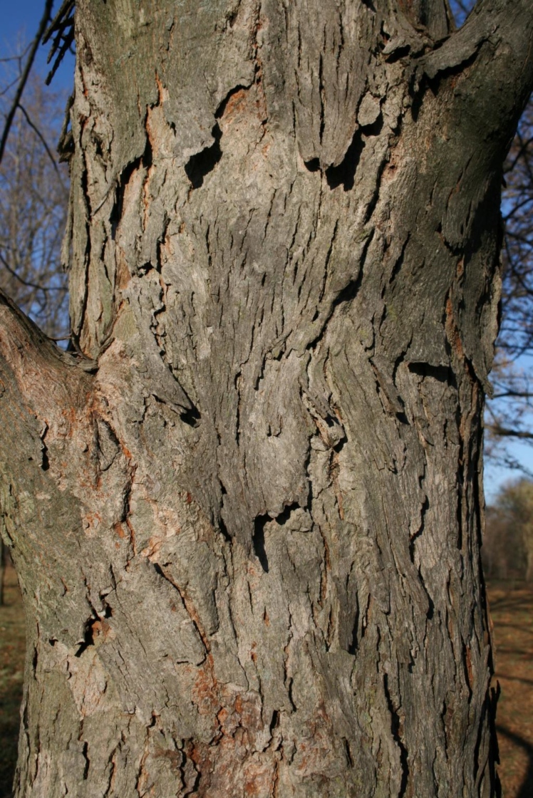 Carya laciniosa (Shellbark Hickory), bark, trunk