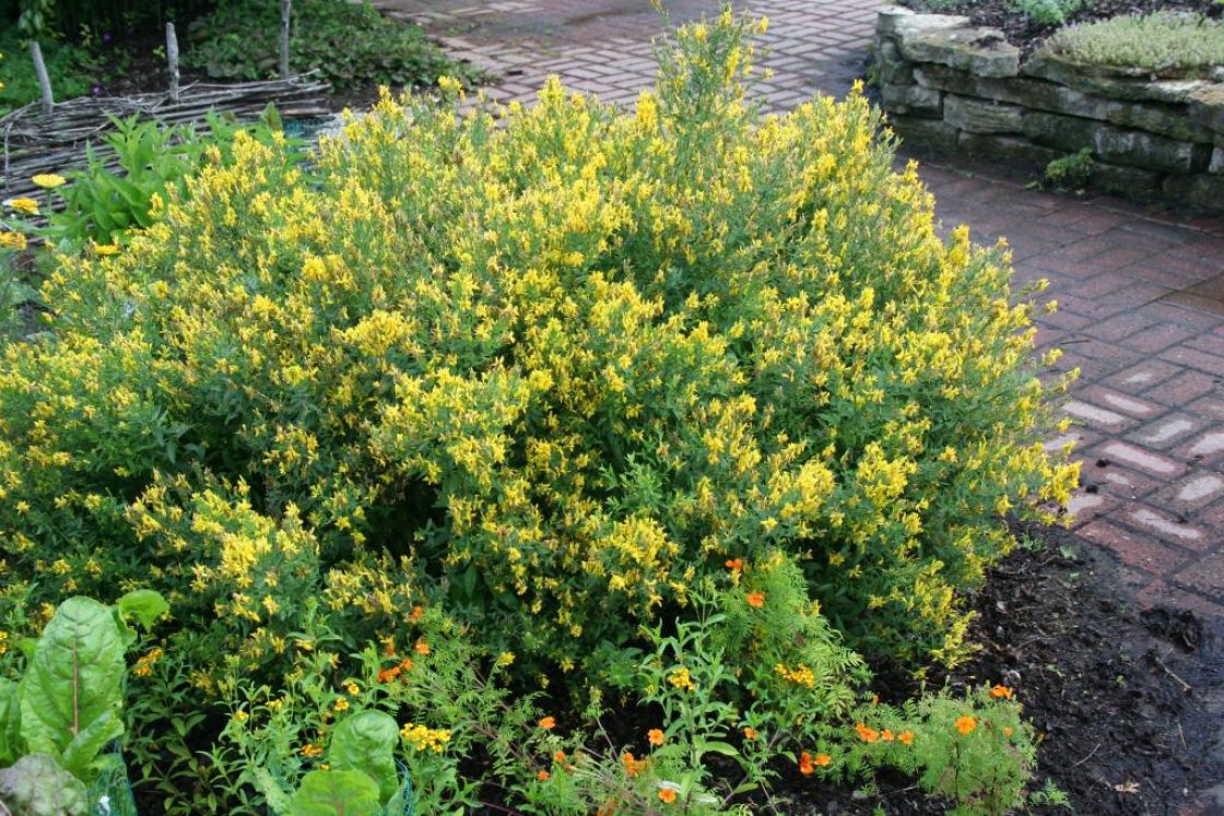 Genista tinctoria L. (dyer’s greenweed), habit