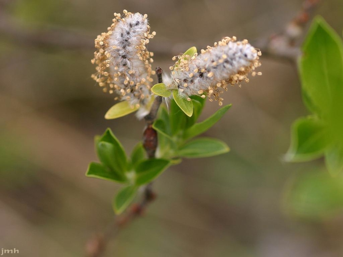 Shepherdia canadensis (L.) Nutt. (Canadian buffaloberry), flowers