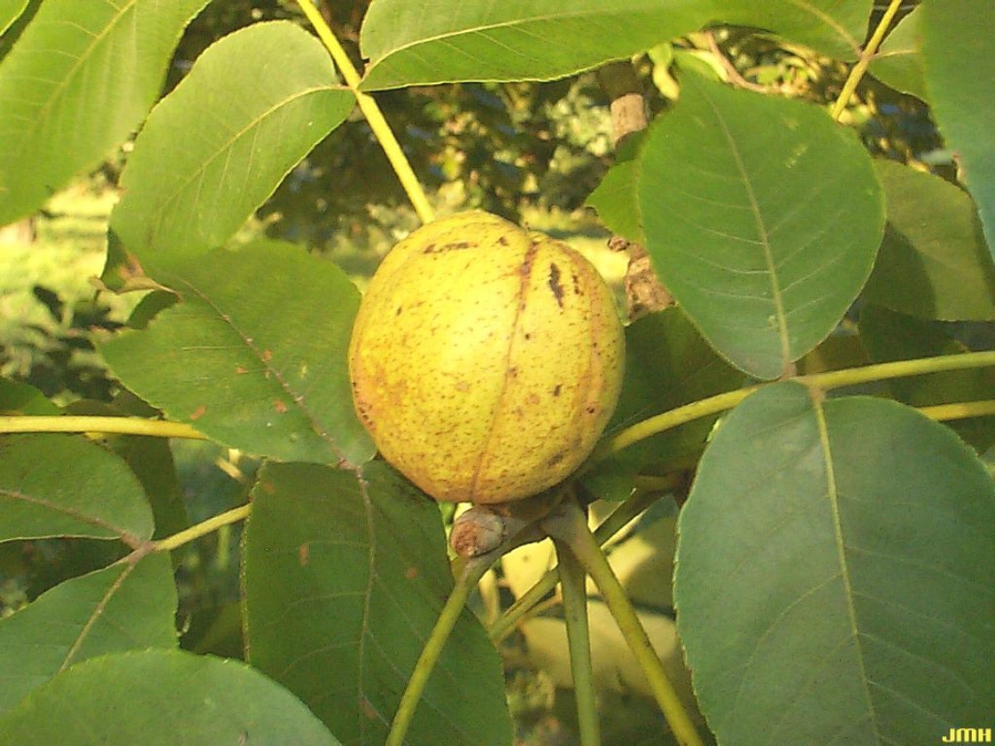 Carya glabra (Mill.) Sweet (pignut hickory), fruit