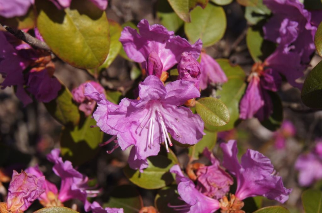 Rhododendron P.J.M. | The Morton Arboretum