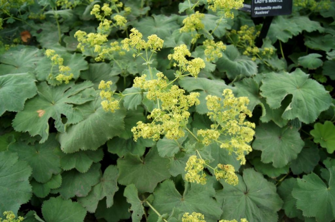 Alchemilla mollis 'Auslese' (Auslese Lady's Mantle), inflorescence
