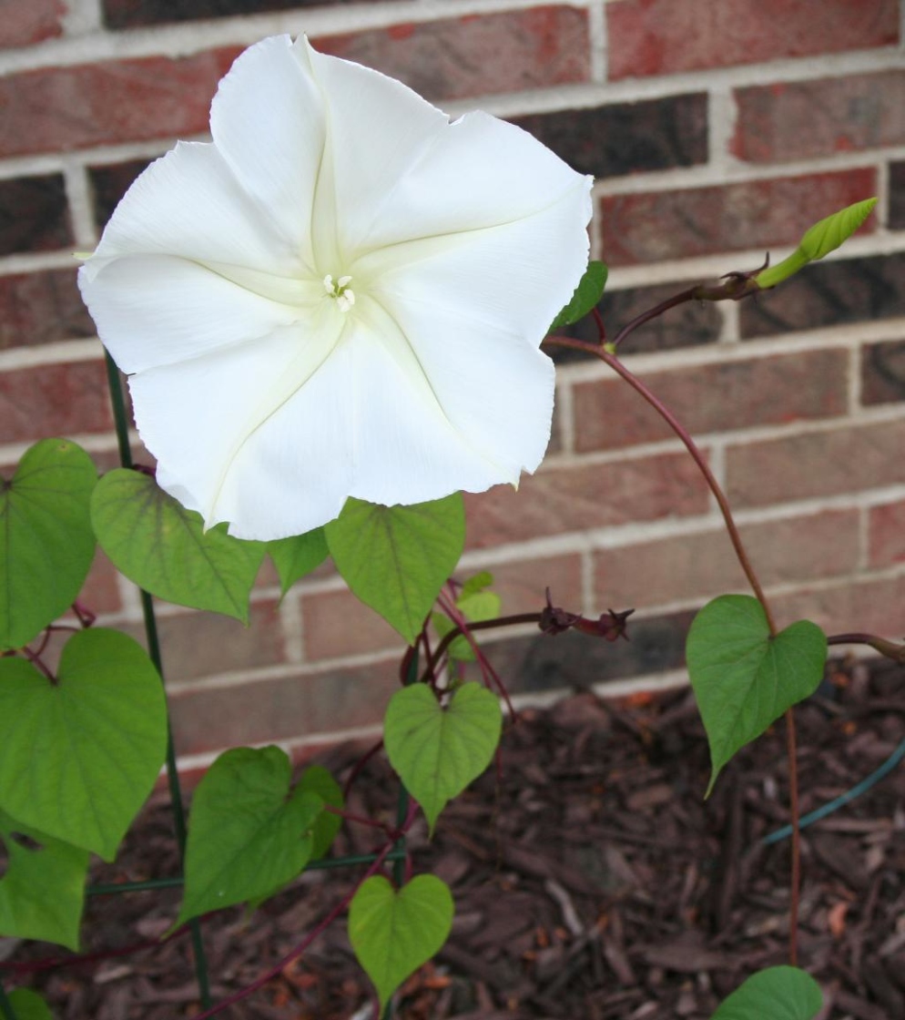 Ipomoea alba (moonflower), flowers