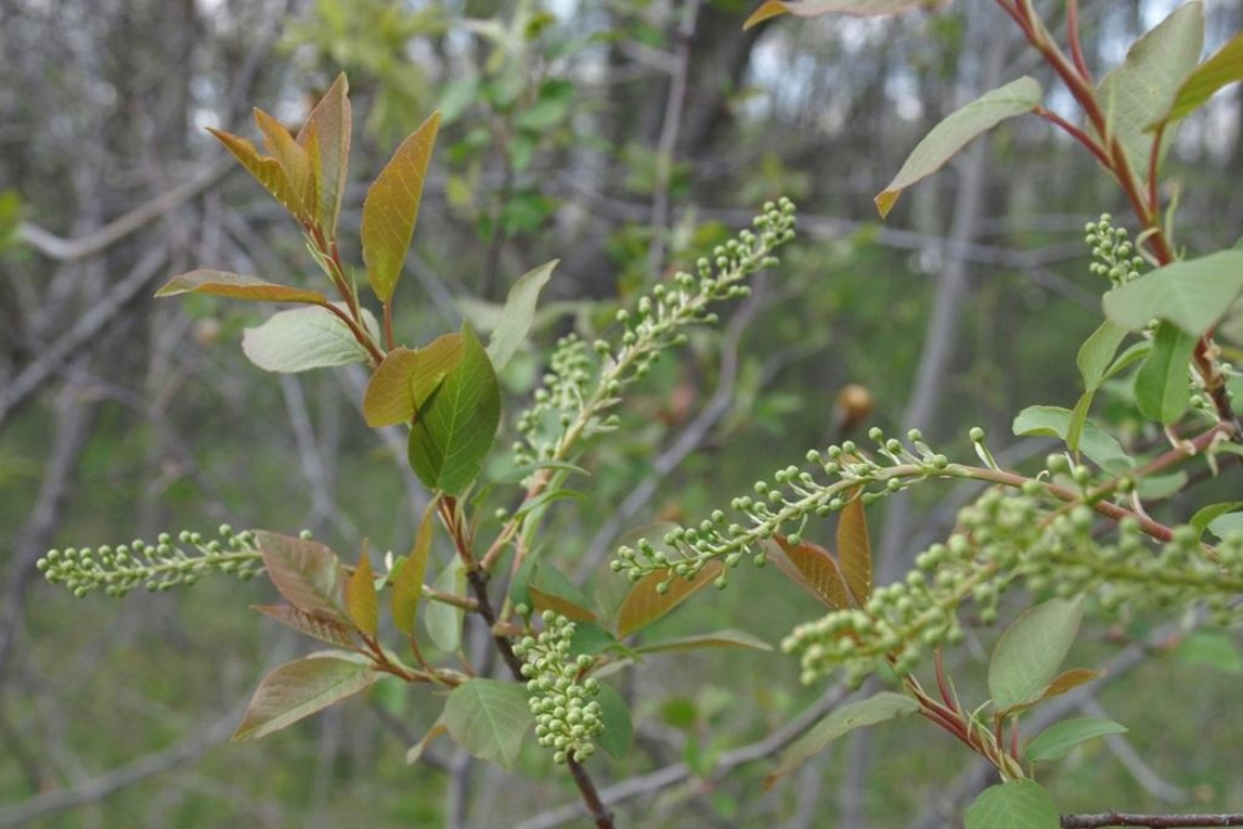 Prunus virginiana L. (choke cherry), buds, flower