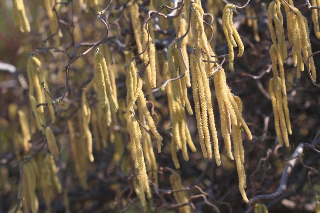 Corylus avellana ‘Contorta’ (Harry Lauder’s walking stick), flowers