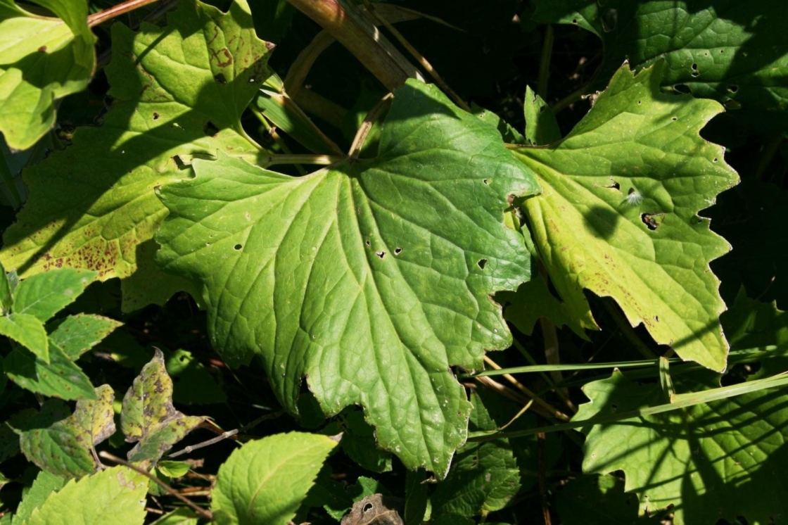 Arnoglossum atriplicifolium (Pale Indian-plantain), leaf, upper surface