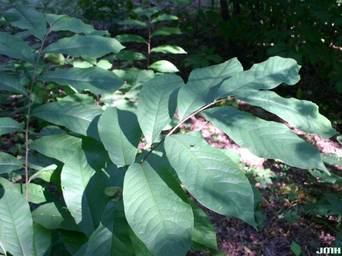 Pawpaw | The Morton Arboretum