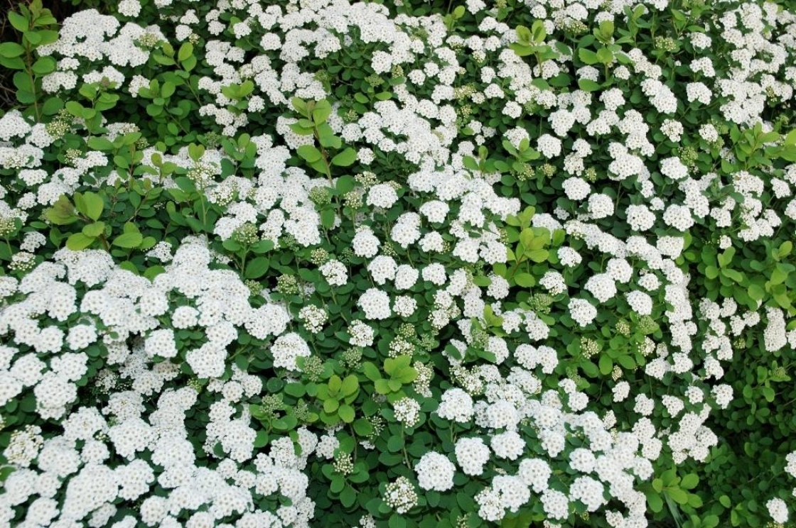 Spiraea betulifolia ‘Tor’ (Tor birch-leaved spirea), inflorescence