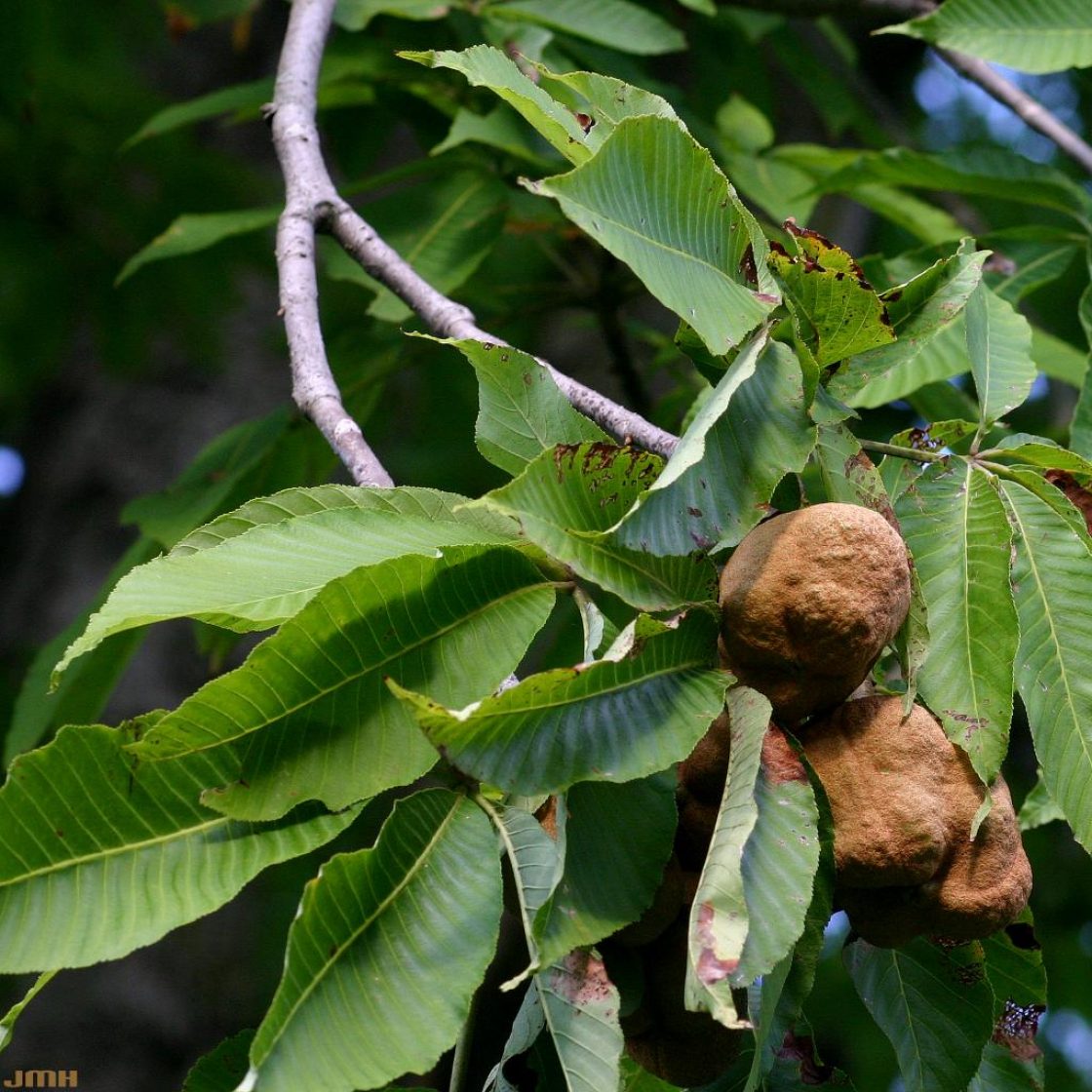 Aesculus flava Sol. (yellow buckeye), fruit and leaves