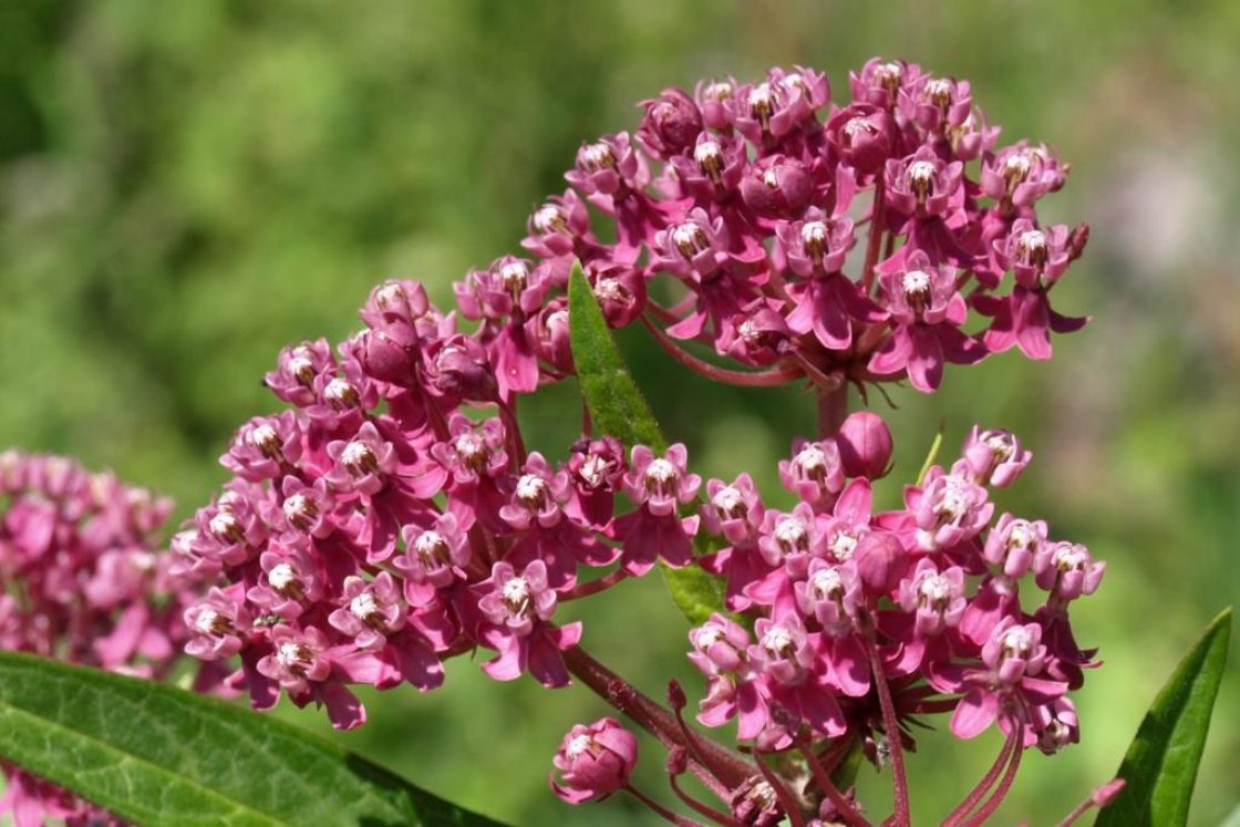 Asclepias incarnata (Swamp Milkweed), inflorescence, flower, full
