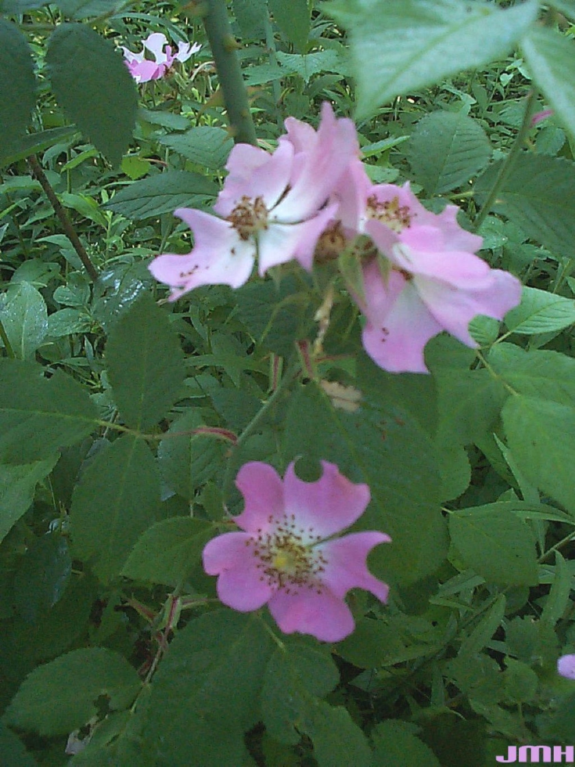 Rosa setigera Michx. (prairie rose), flowers