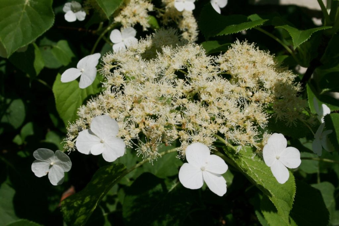 Hydrangea petiolaris (Climbing Hydrangea), inflorescence