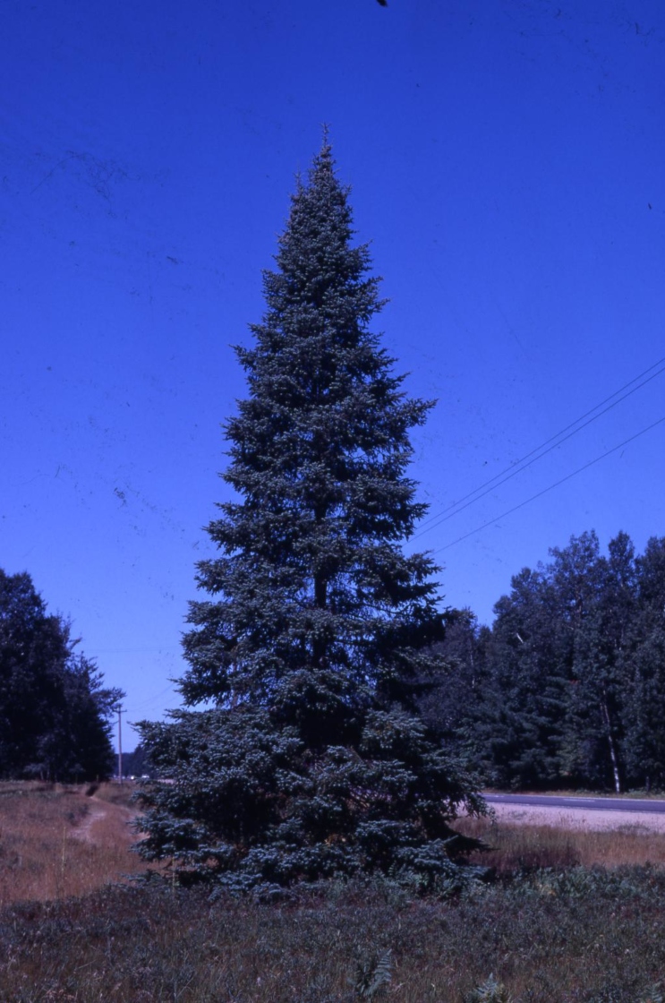 Balsam fir | The Morton Arboretum