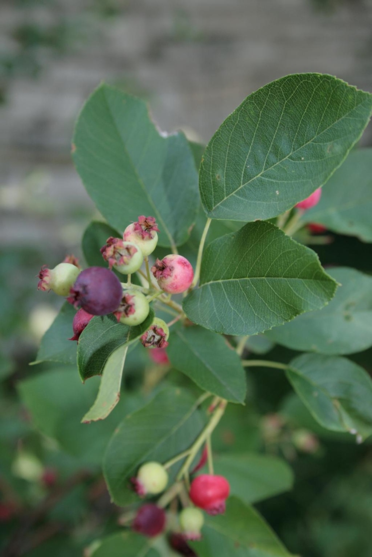 Amelanchier canadensis 'Prince William' (Prince William Canada Serviceberry PP6040), fruit, immature