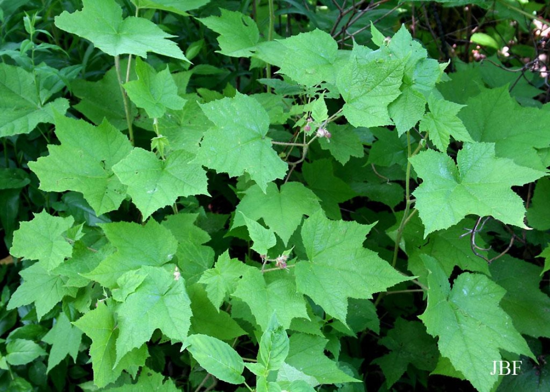 Rubus odoratus L. (purple-flowering raspberry), leaves