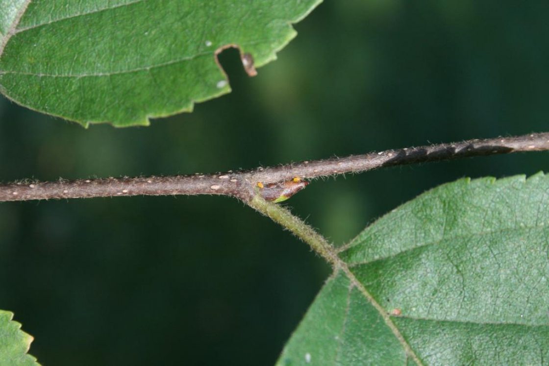 Betula papyrifera (Paper Birch), bud, lateral
