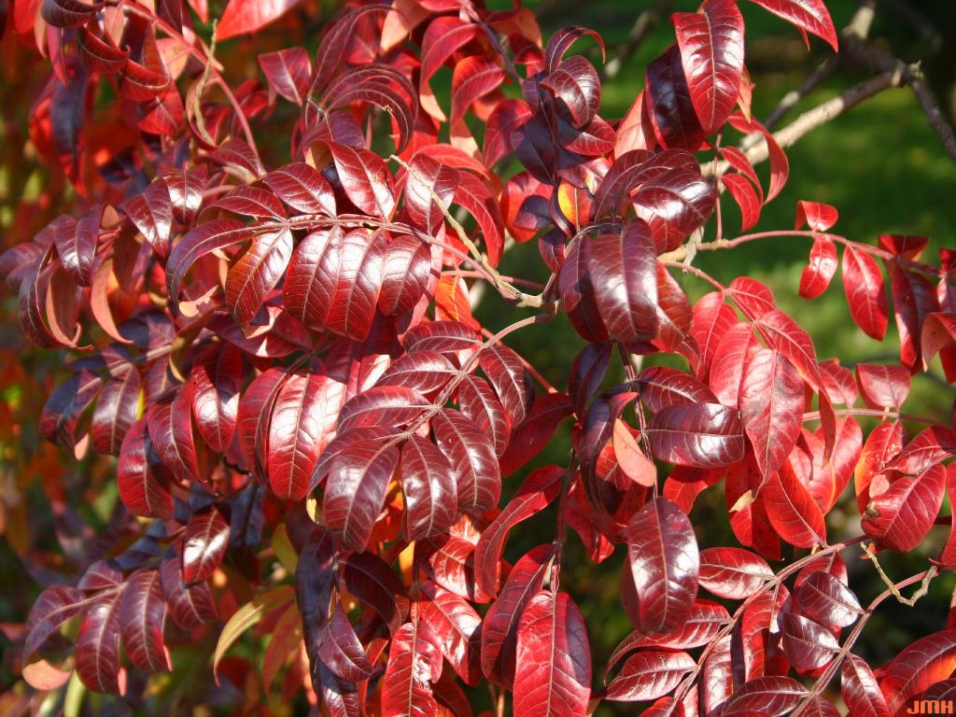 Shining sumac The Morton Arboretum