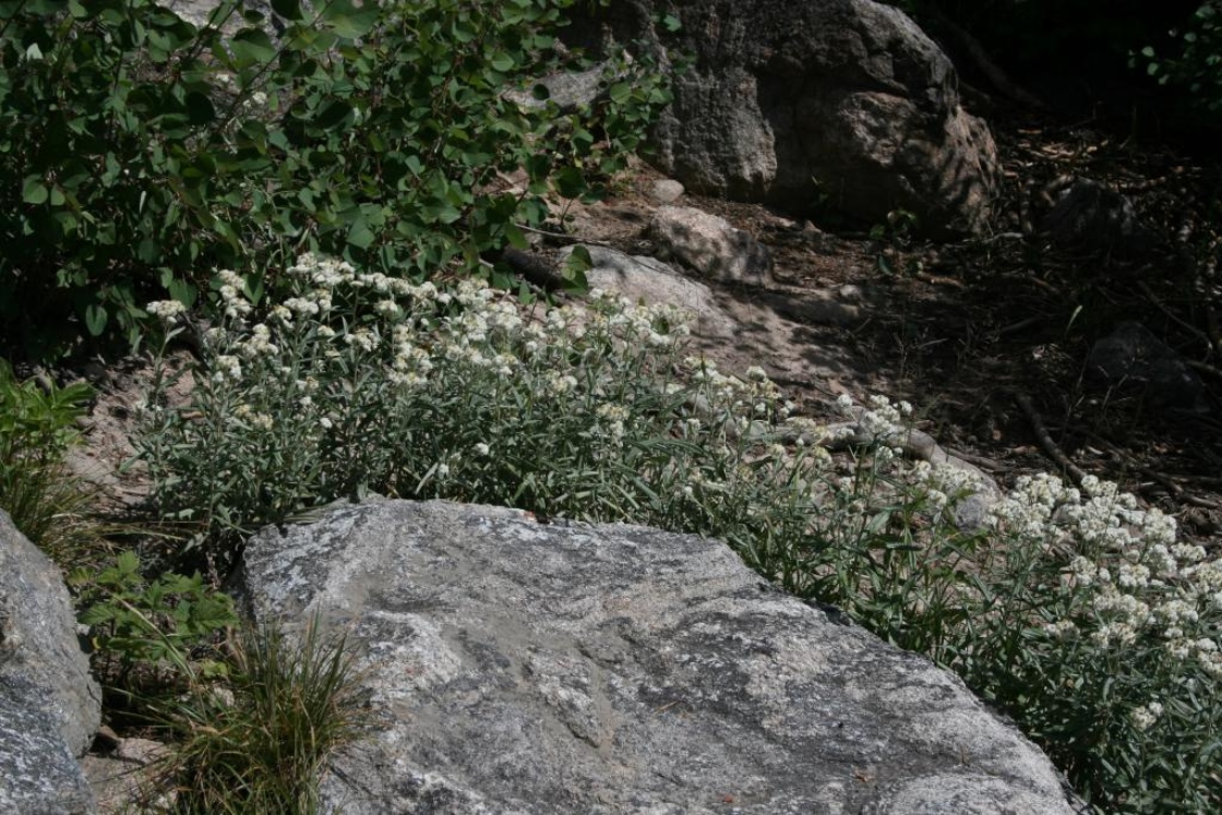 Anaphalis margaritacea (Pearly Everlasting), habit, summer