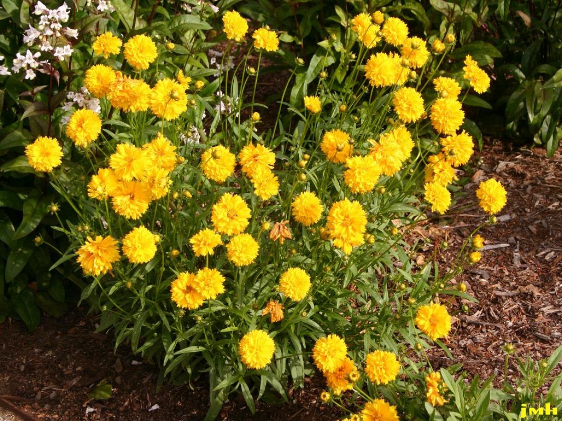 Coreopsis grandiflora ‘Sunray’ (Sunray large-flowered coreopsis), habit