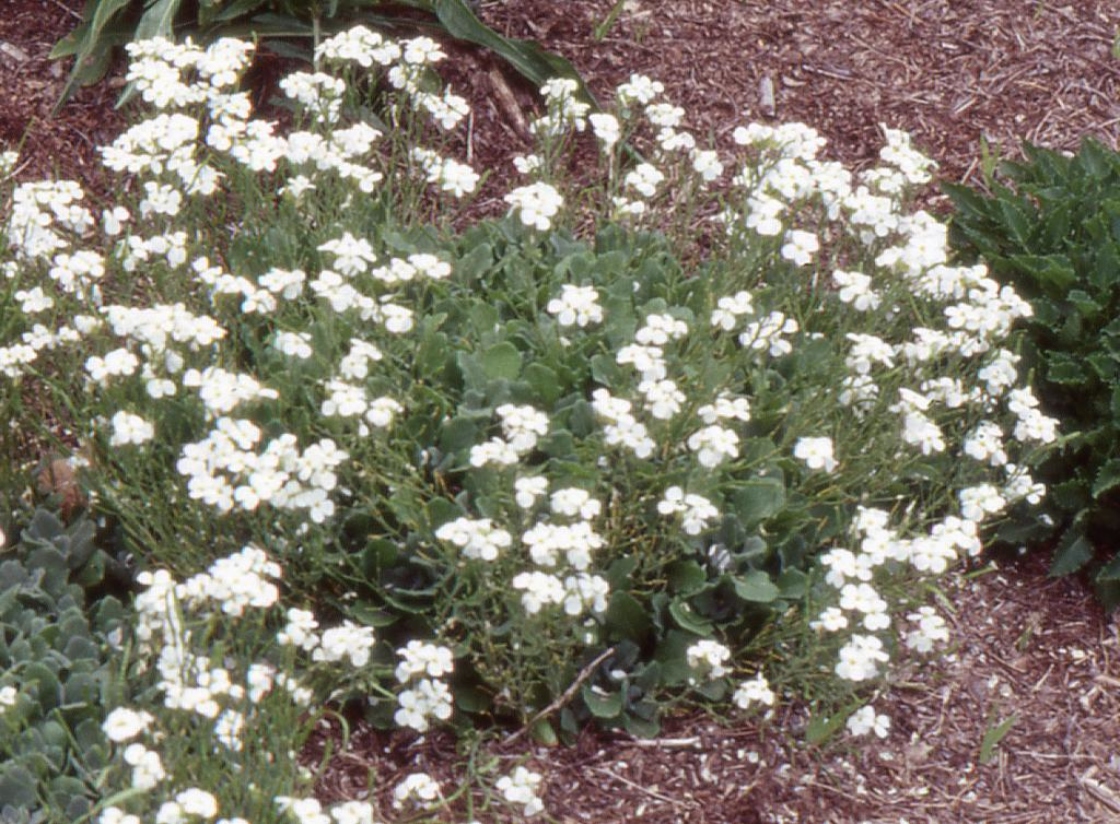 Arabis caucasica (rock cress), habit