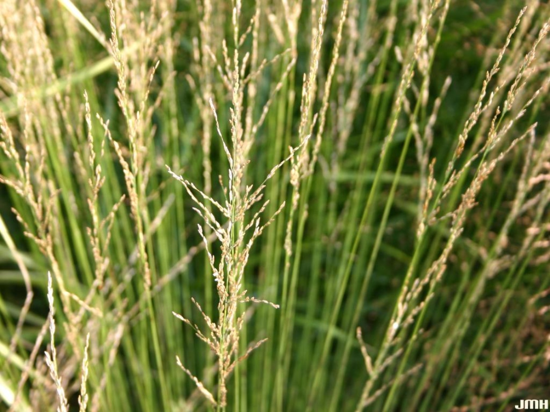 Molinia caerulea ‘Strahlenquelle’ (Fountain Spray moor grass), inflorescence