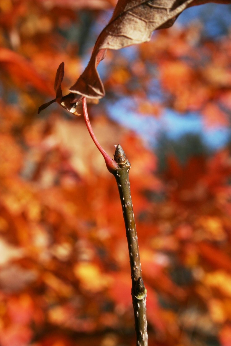 Acer barbatum (Florida Maple), bud, terminal