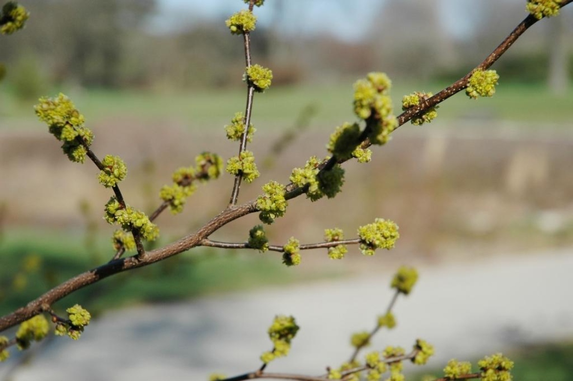 Lindera benzoin (L.) Blume (spicebush), inflorescence