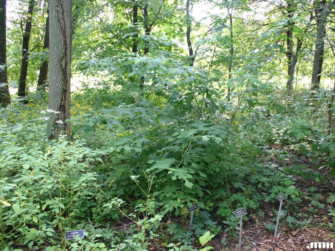 Morus rubra #3 (Red Mulberry) - Scioto Gardens Nursery